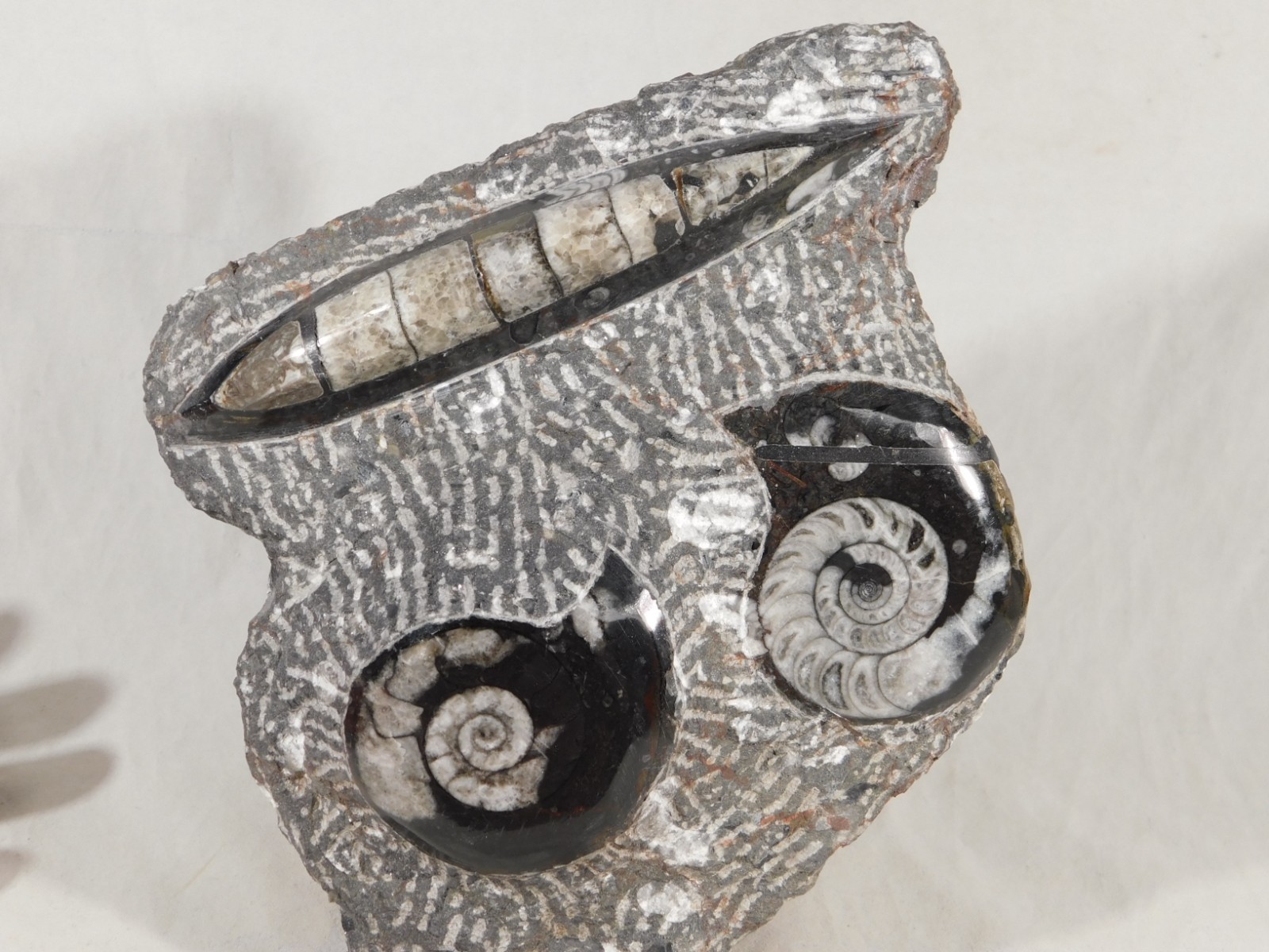 TWO! Polished Goniatite Fossils and an Orthoceras Fossil in Big Matrix 1441gr