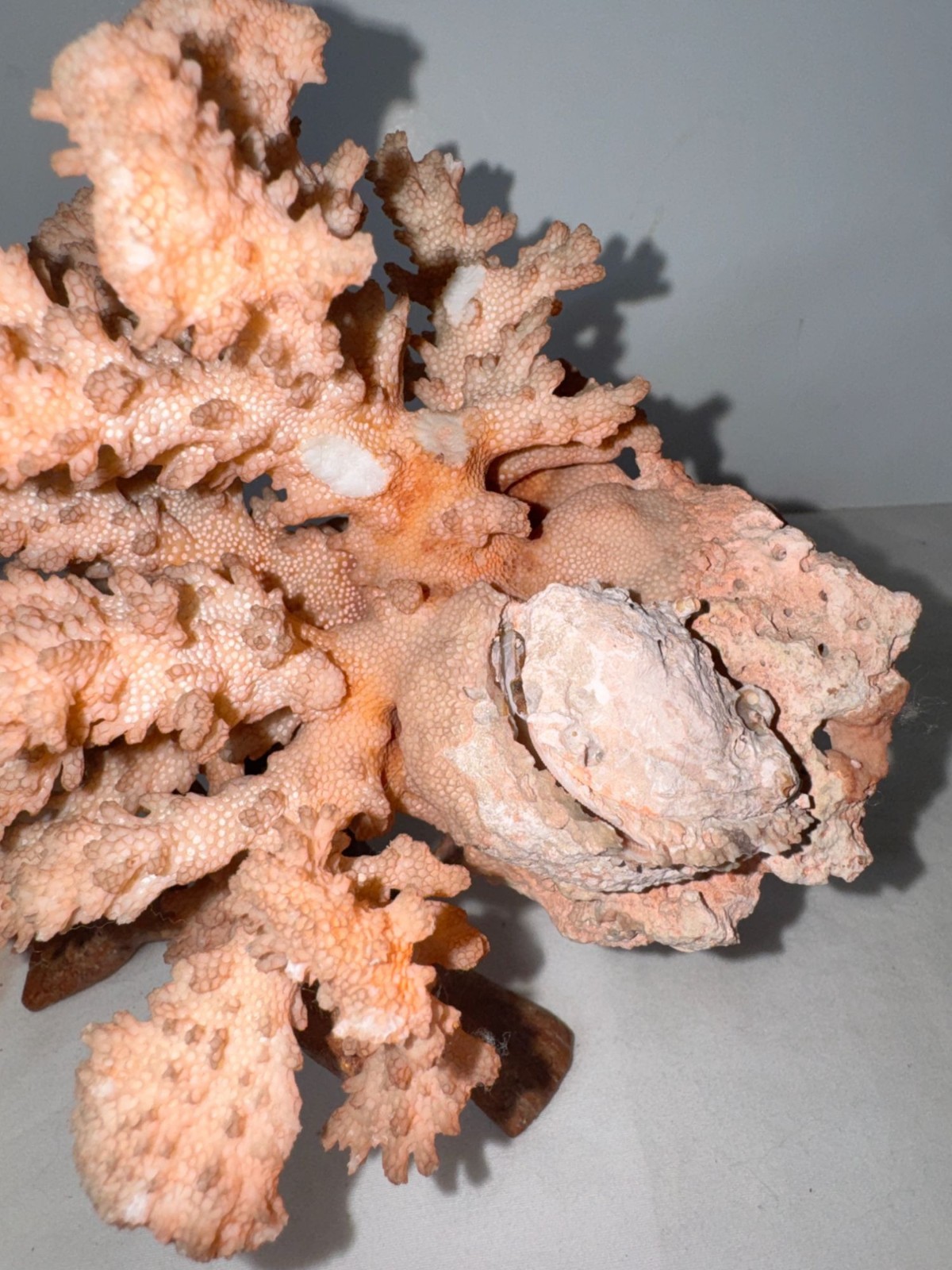 Large Pink Coral Specimen On Foldable Wooden Stand 9.5 Inches