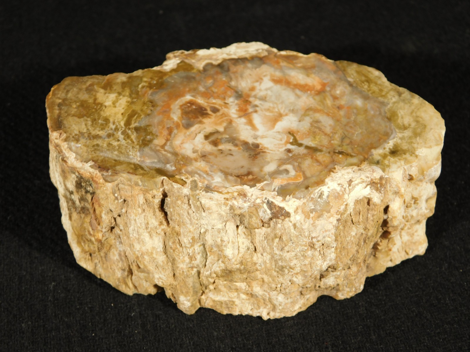 Nice BARK! 225 Million Year Old! Polished Petrified WOOD Fossil Madagascar 395gr