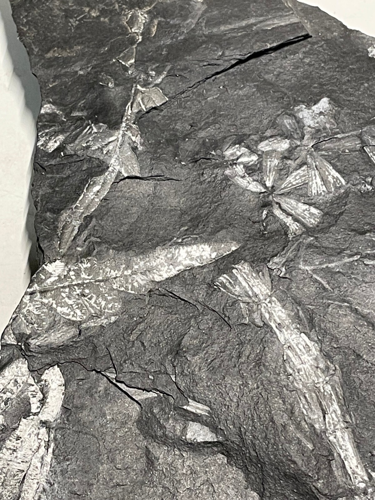FOSSIL FERN MULTIPLE