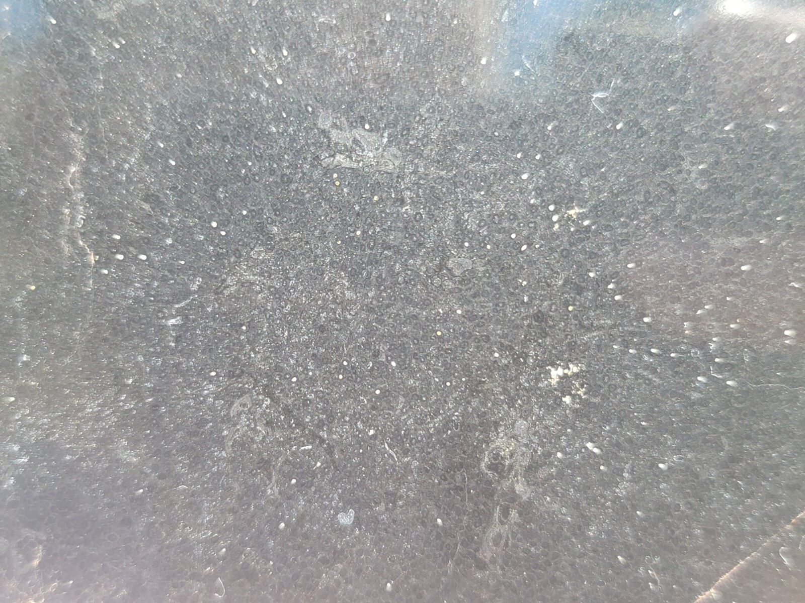 Tempskya Fossil Fern Polished Slab Utah