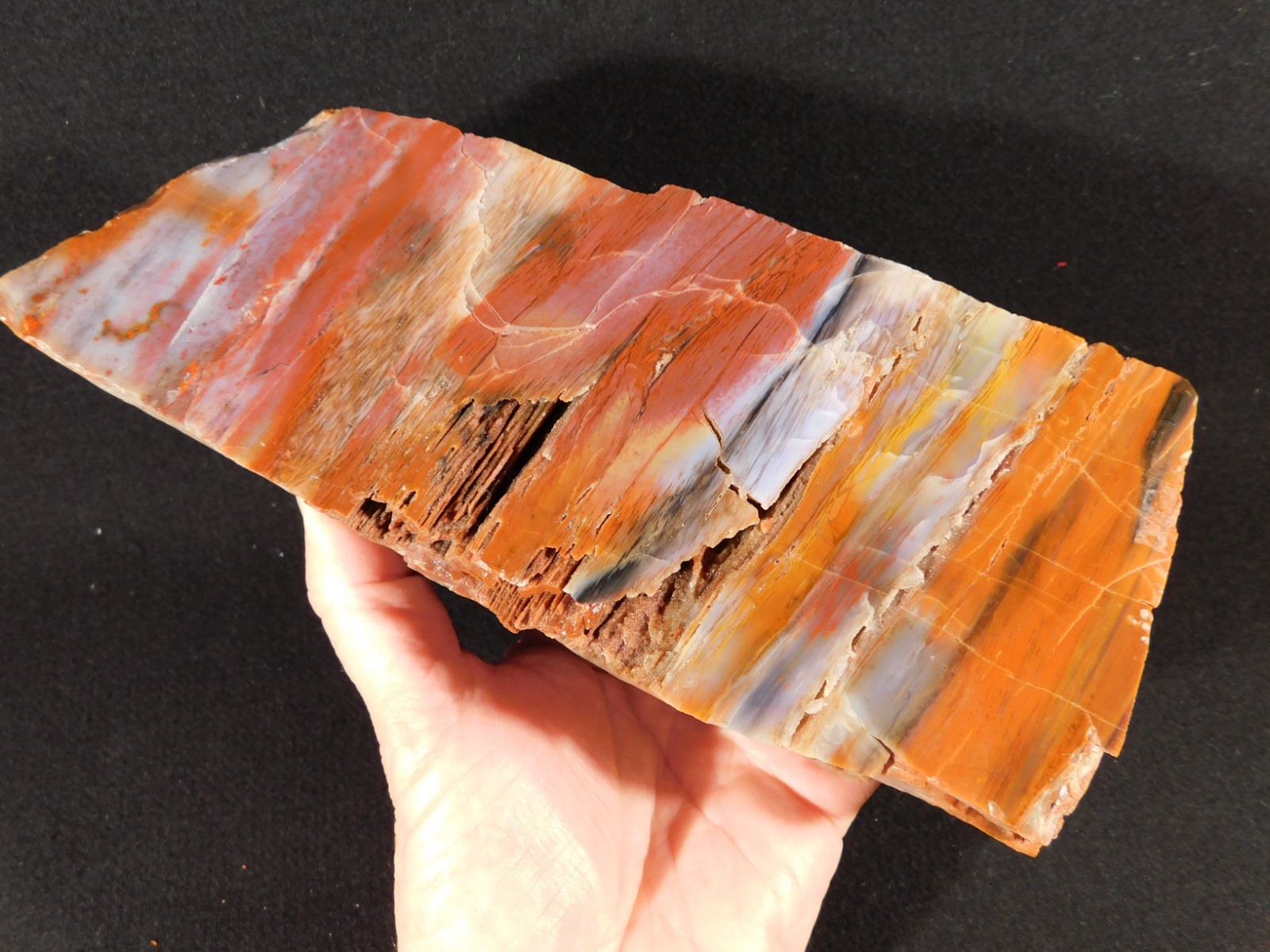 Big Free Standing Polished Deep RED Petrified RAINBOW WOOD Fossil Arizona 1791gr