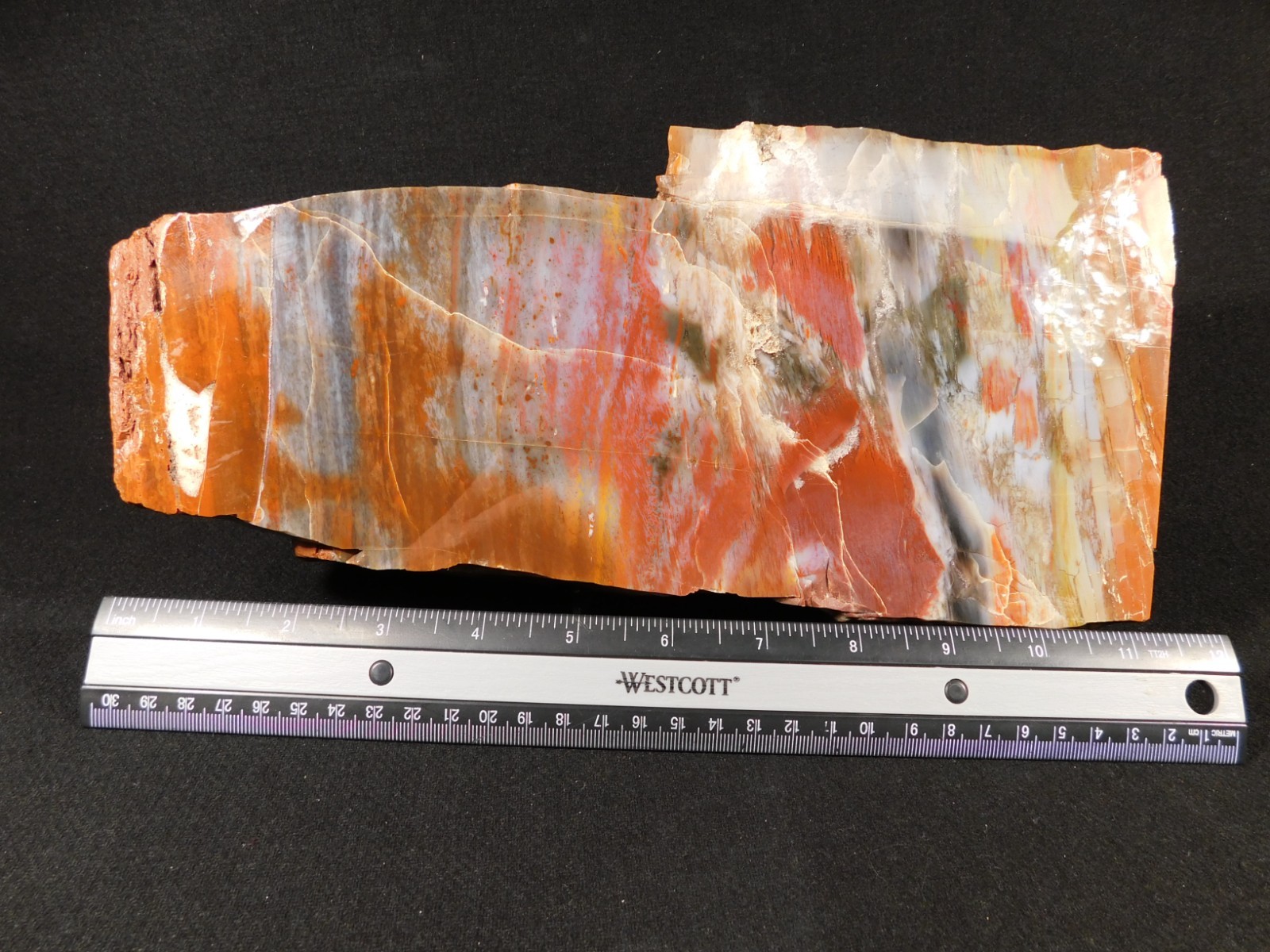Nice BARK! BIG Polished Petrified RAINBOW WOOD Fossil Arizona 2313gr