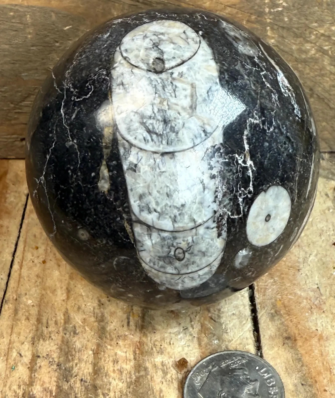 Polished Orthoceras Fossil Sphere (55mm)