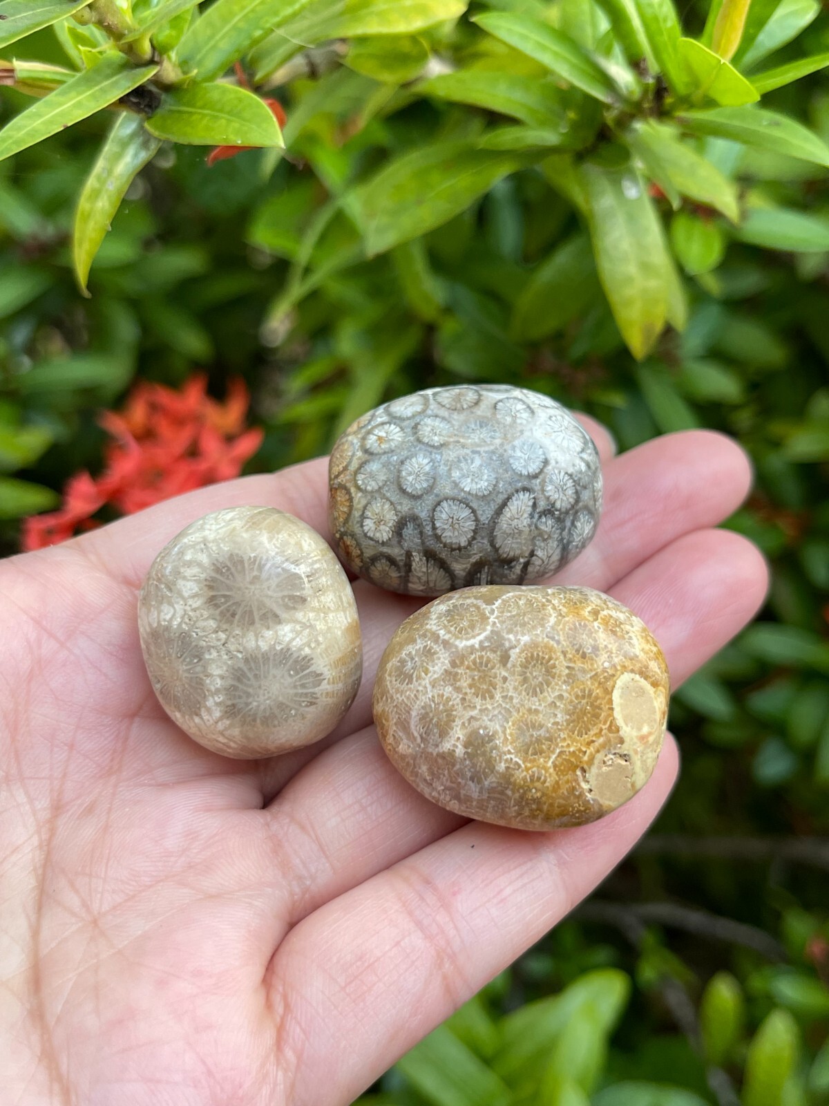 Grade A++ Fossil Coral Tumbled Stone, 0.75-1.25″ Tumbled Fossil Coral, Bulk Lot