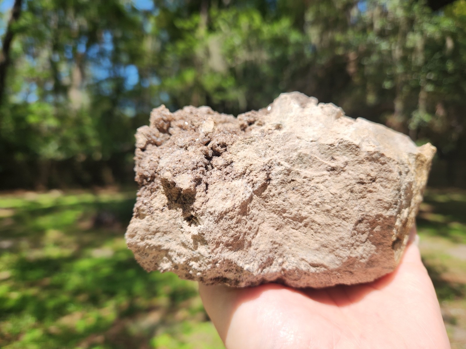 Brilliant Petrified Wood Crystallized Fossil Smoky Quartz Crystal Alabama