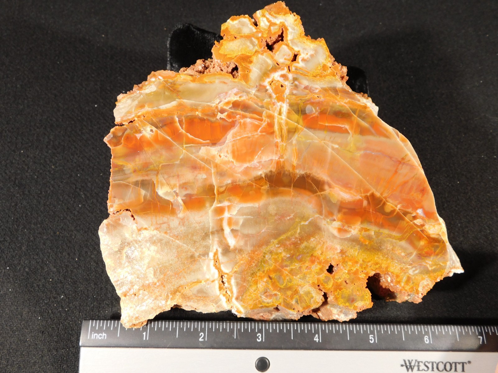 Larger! Colorful Polished Petrified WOOD RAINBOW Fossil Slab Arizona 1135gr