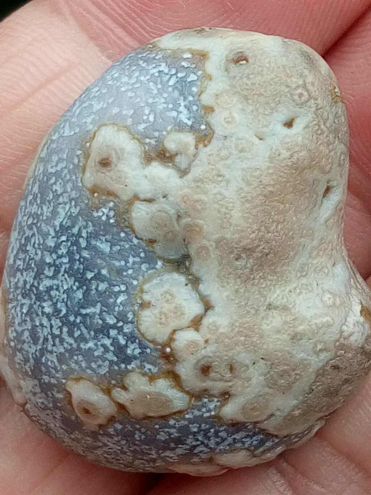 36mm Natural Gobi agate eye agate/stone,Suiseki-viewing collection china