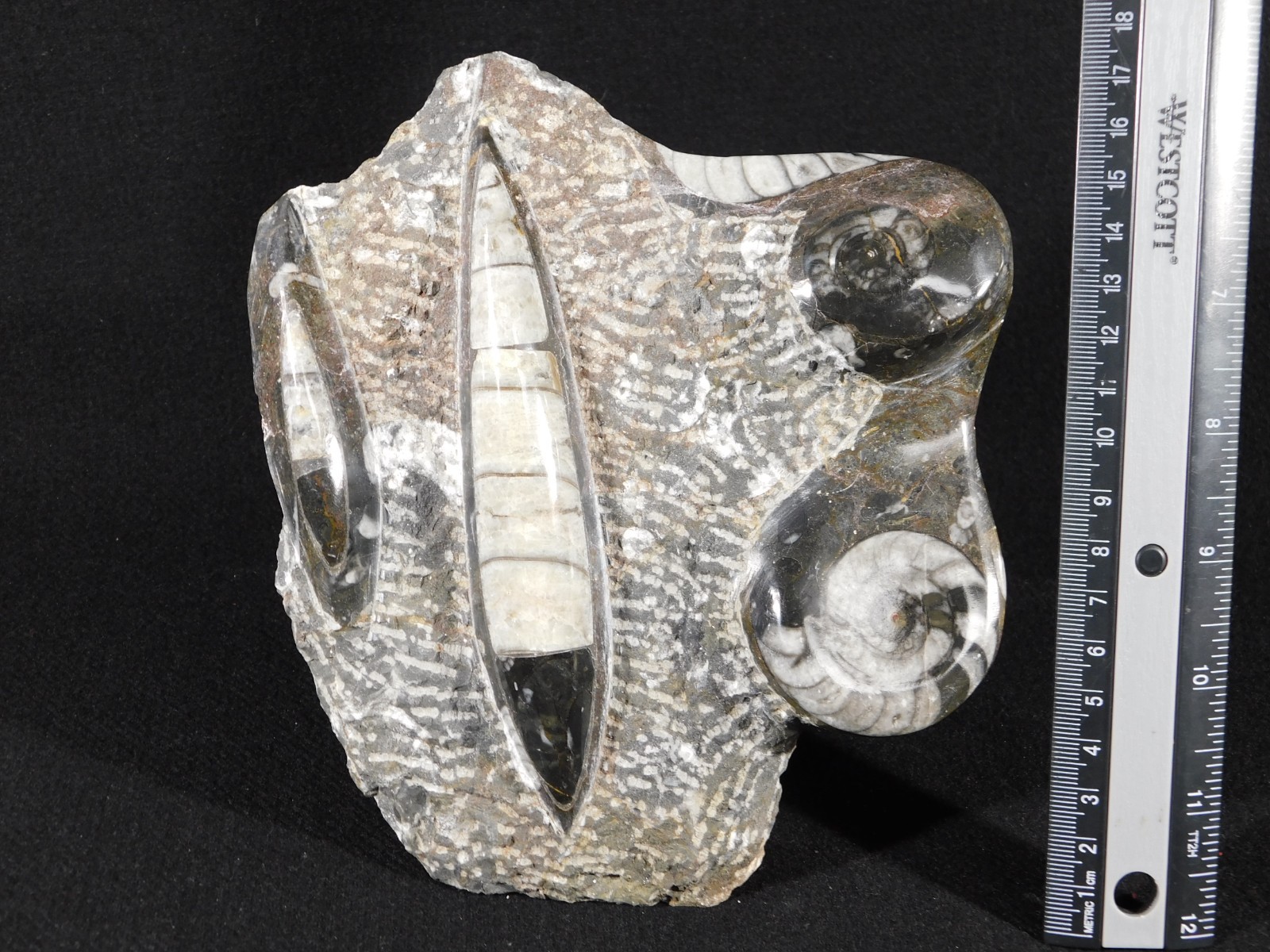 TWO! FREE Standing Polished Goniatites and TWO Orthoceras Fossils Morocco 1121gr