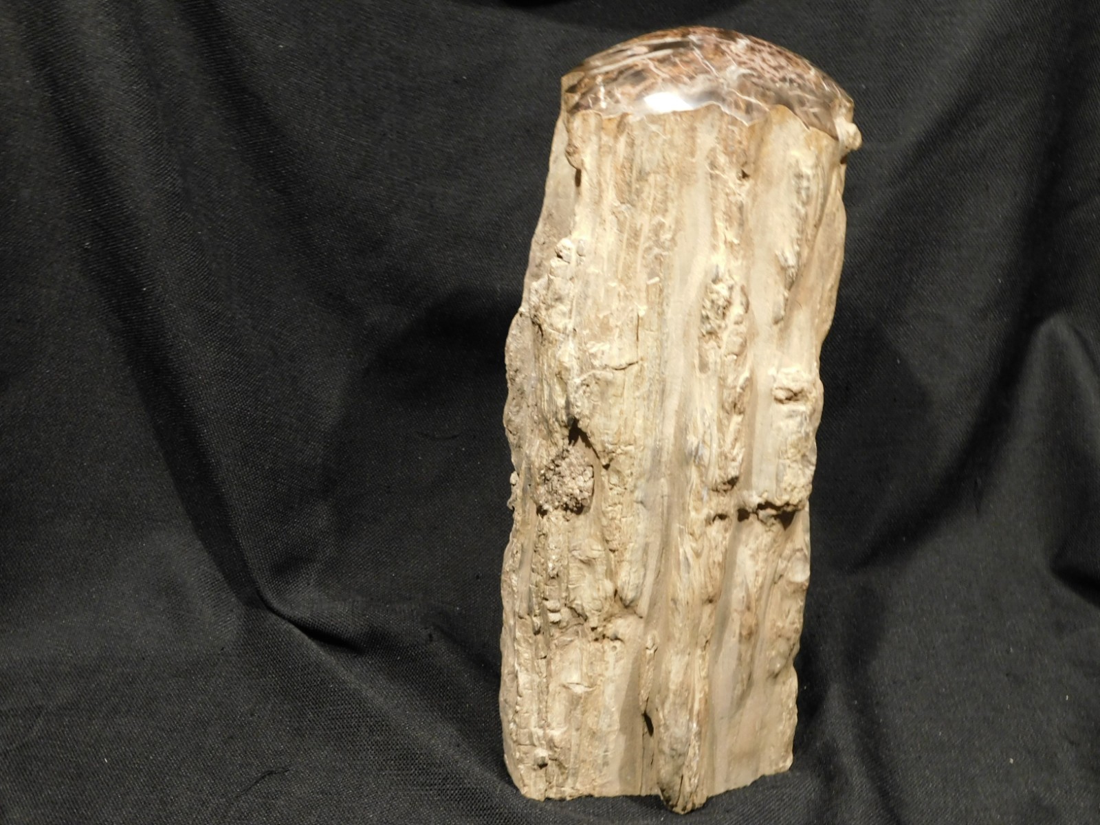 wOw! HUGE Dome Polished Petrified WOOD ROLLER Fossil Free Standing Arizona