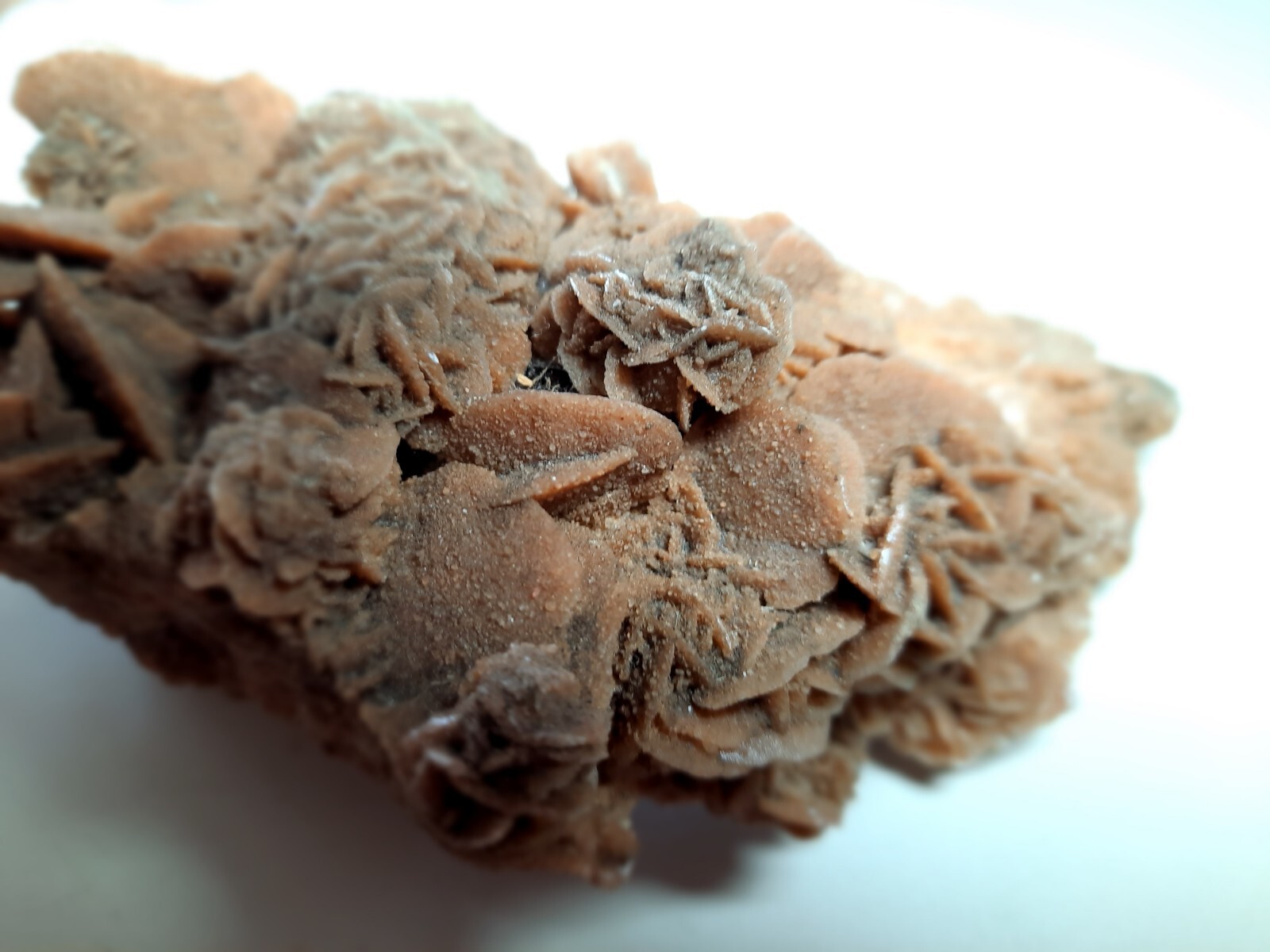 LARGE DESERT ROSE GYPSUM 6 1/4 x 3 1/2 x 2 1/4 Rock Mineral Crystal Stone