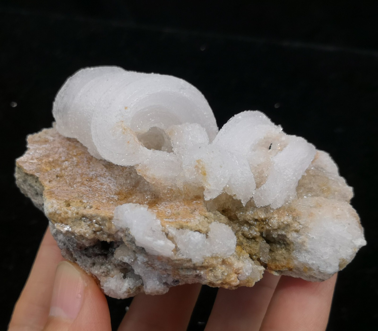 84mm ‘Ram’s Horn’ shape Selenite (Gypsum), Natural Mineral Specimen
