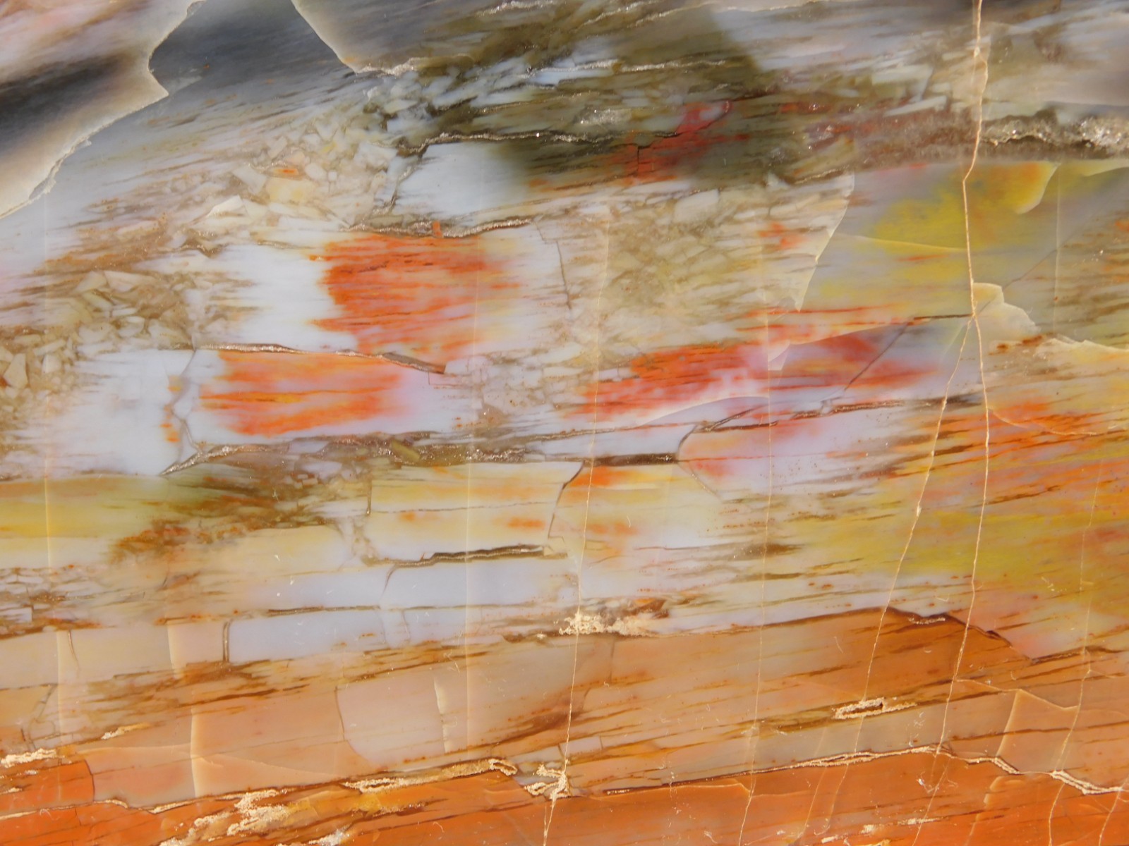 Nice BARK! BIG Polished Petrified RAINBOW WOOD Fossil Arizona 2313gr