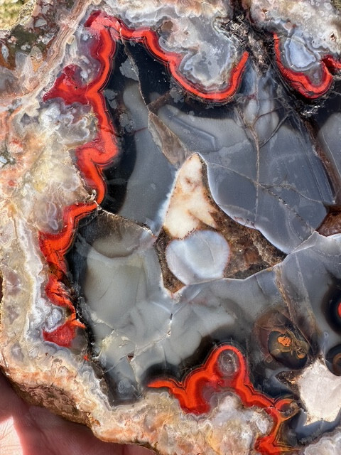 8 1/8”__Beautiful Imperial Kentucky Agate Slab from Estill County