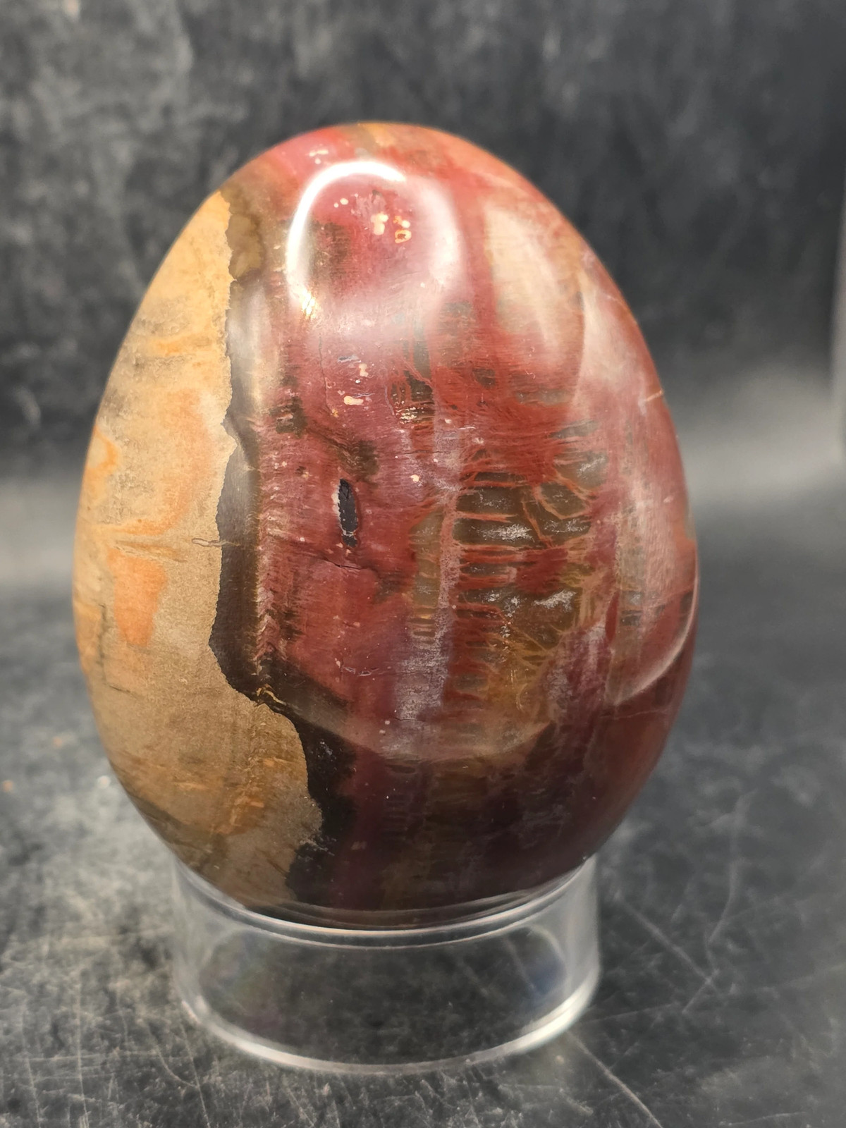 Petrified wood egg! 15 ounces, 3.1 inches tall, 2.4 inches wide!