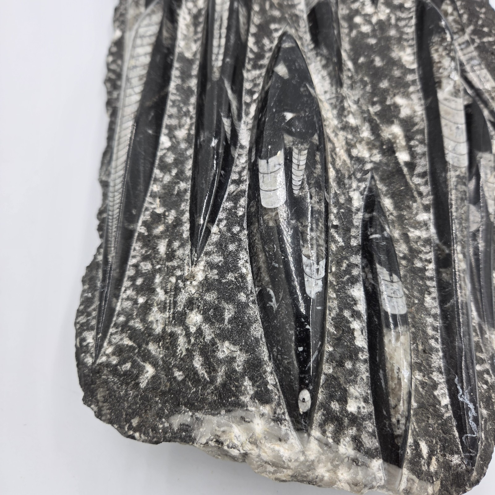 Large 15″ Polished Orthoceras Fossil Plate Black Limestone Morocco Display…