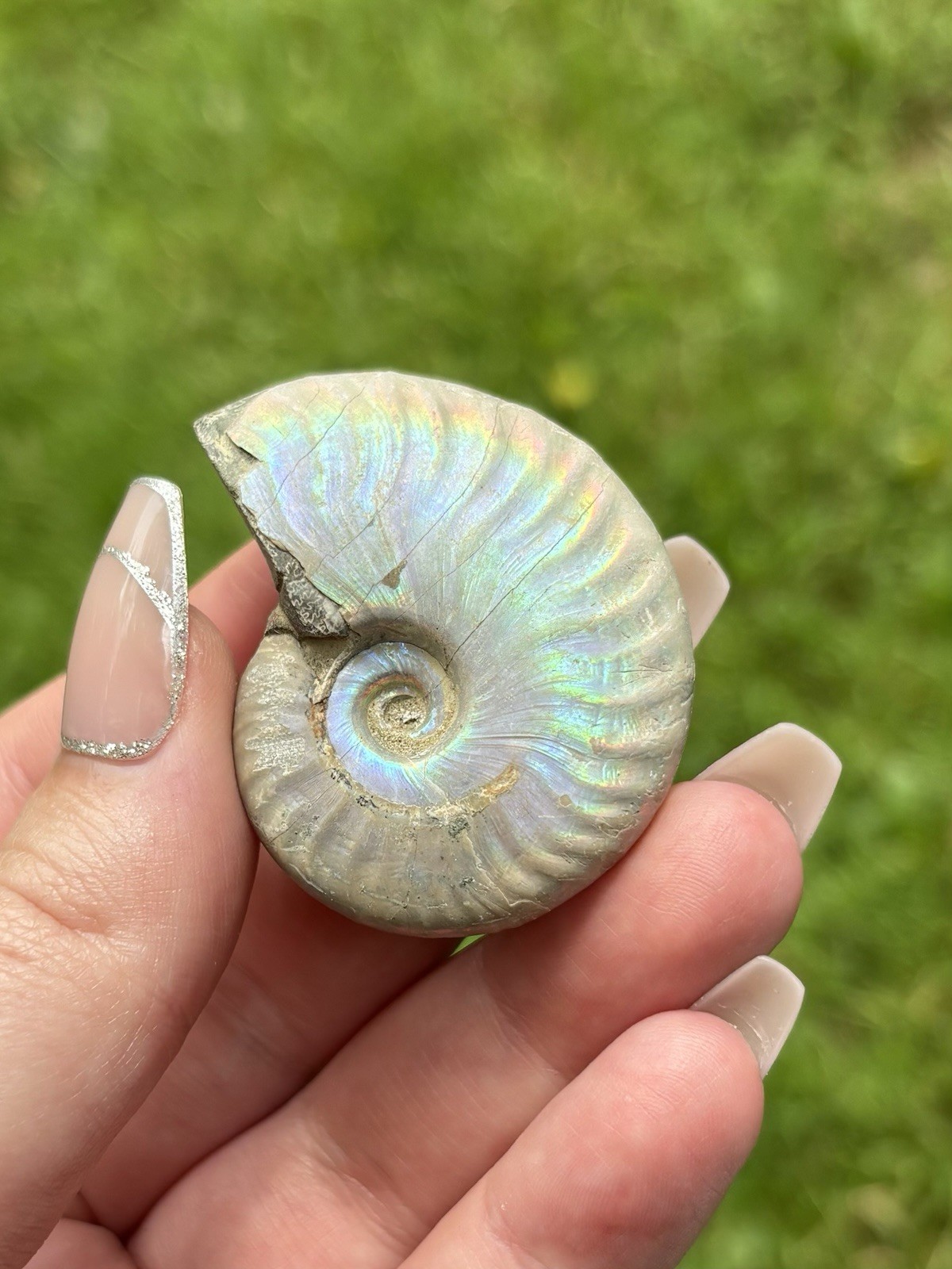 Large Fossil Specimens Lot- Fern Leaves, Opal Ammonite, Petrified Wood & More
