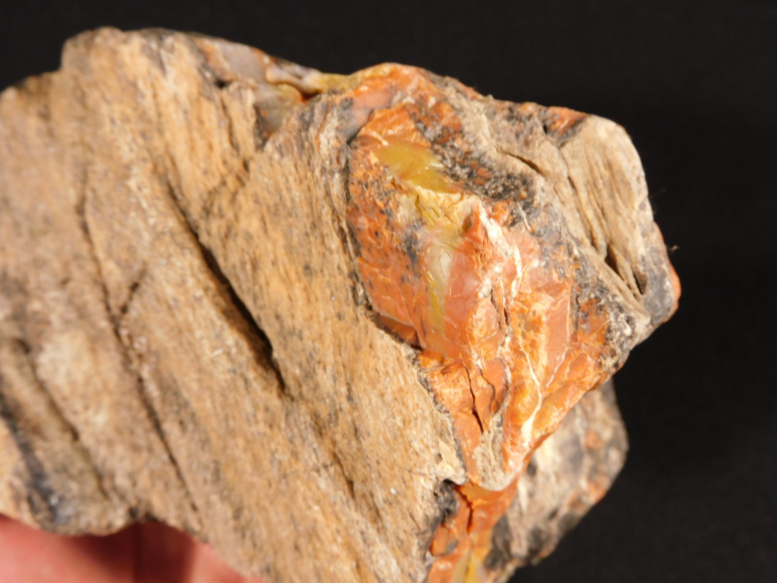 BIG! Highly Agatized Petrified WOOD Fossil From Triassic Arizona 3583gr
