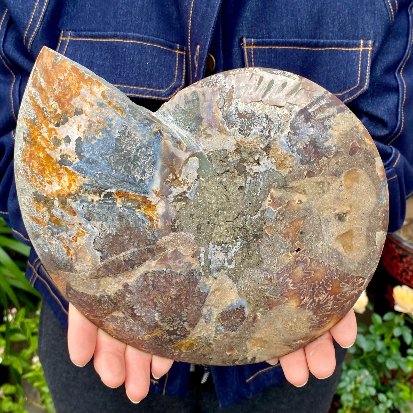1.77LB Natural agate fossil snail shaped convex round gemstone