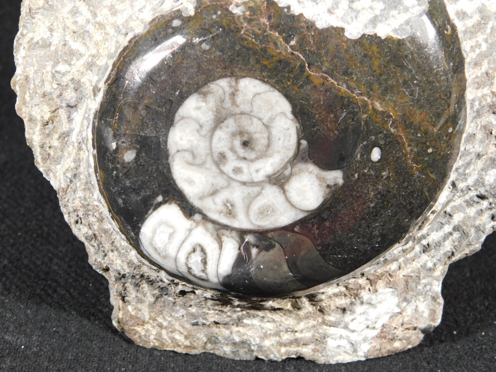 TWO! Polished Goniatite Fossils and an Orthoceras Fossil in Big Matrix 1661gr