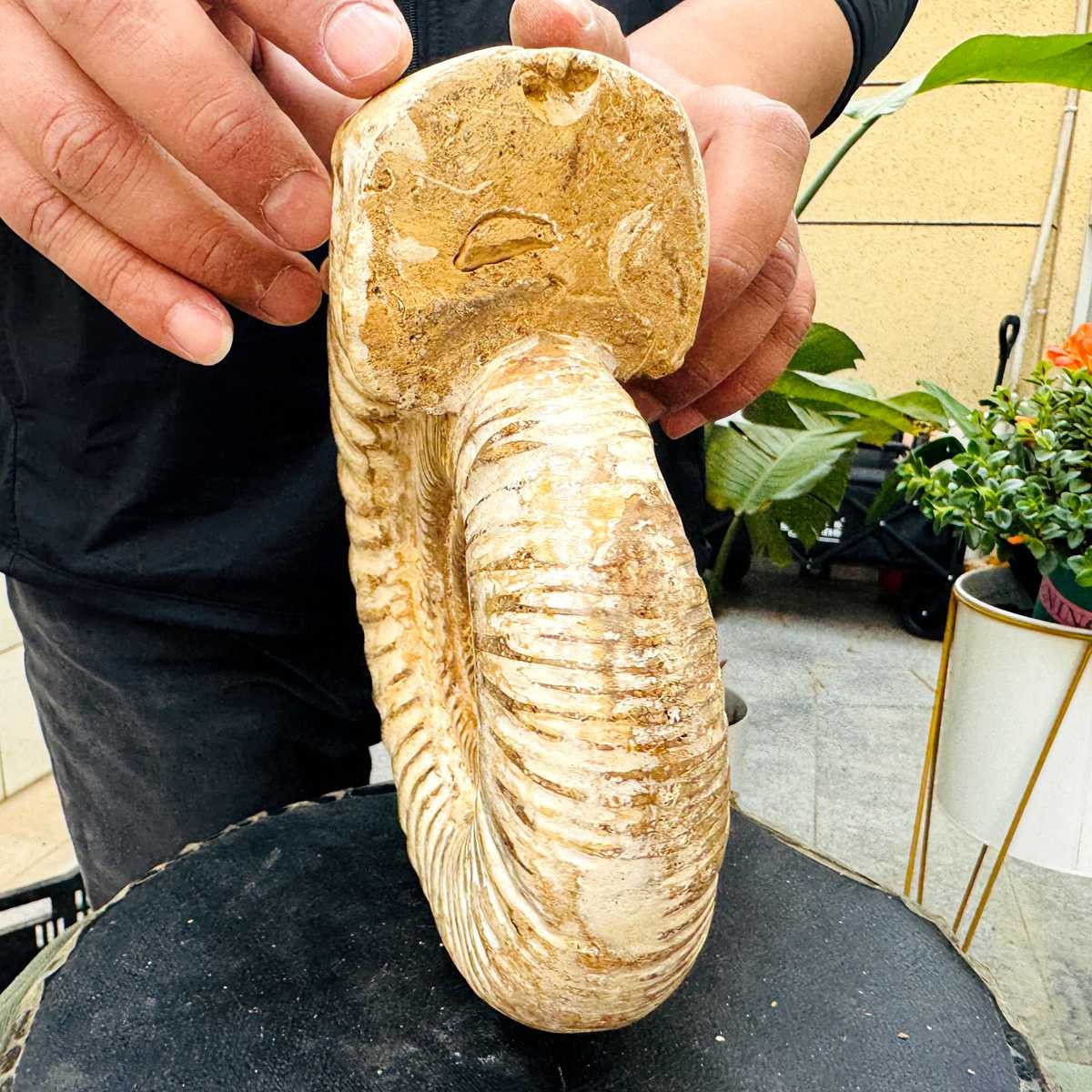 5.25LB Rare Large Natural Polished Natural Conch Fossil Specimens of Madagascar