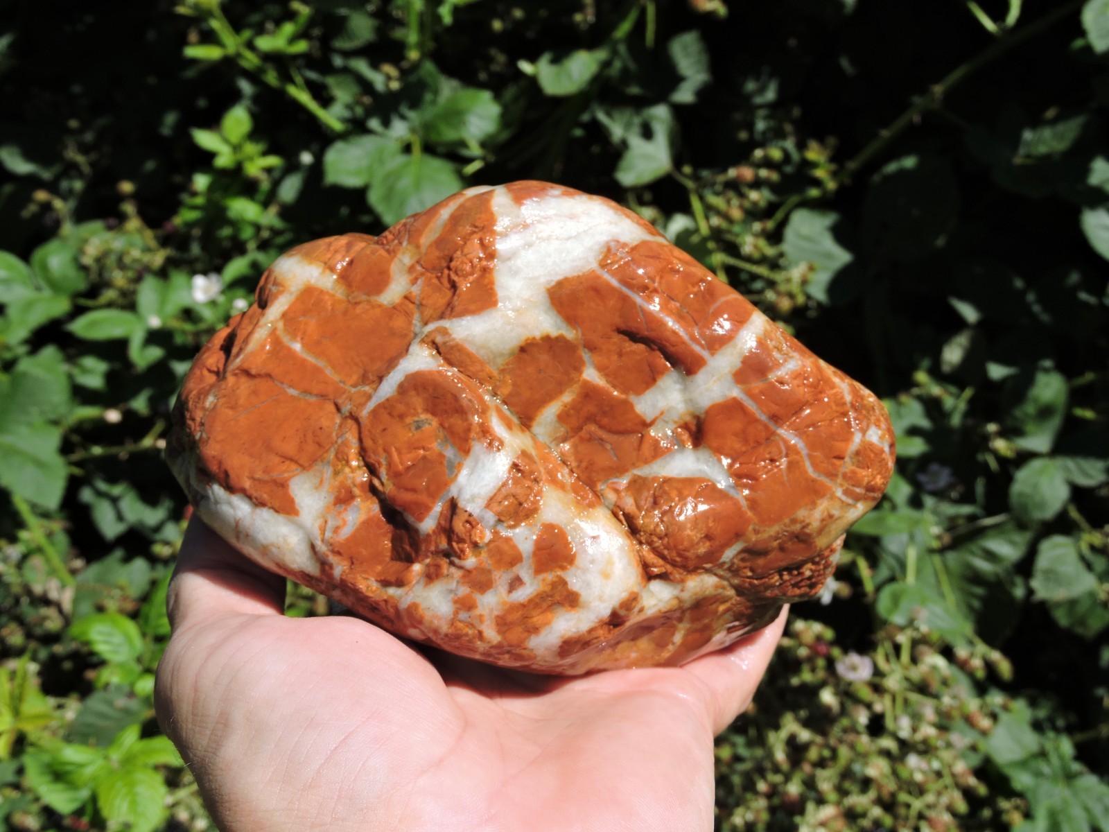 High Grade Whole OREGON Marbled Jasper Nodule (5Lb+) ORANGE Brecciated Jaspagate