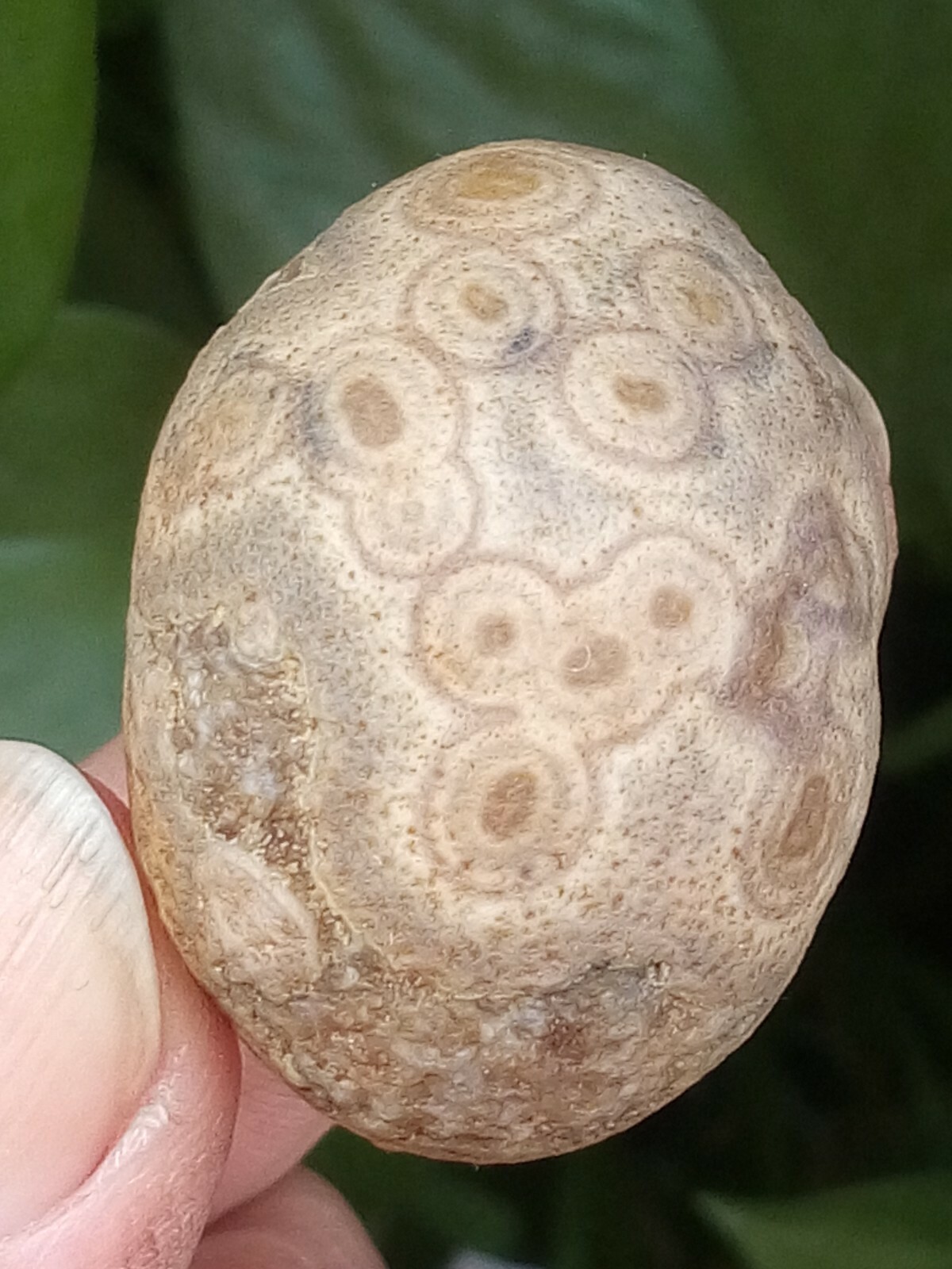 36mm Natural GoBi agate eye agate stone collection china