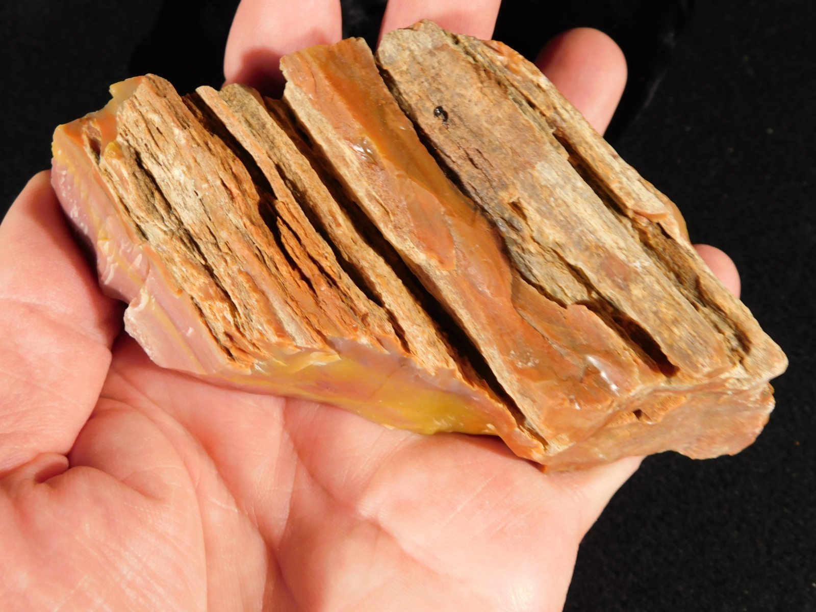 Polished Deep Yellow/RED Petrified RAINBOW WOOD Fossil End Cut Arizona 309gr