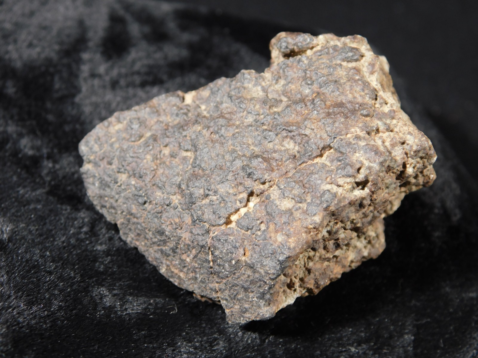 Classified NWA 8245 METEORITE 100% Natural FELL in Erfoud, Morocco 65.9gr