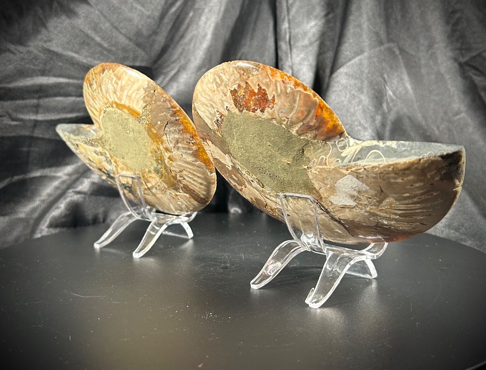 5.44″ Bookend Sliced Ammonite With Acrylic Stands 1lb 1.3 oz (190 grams)