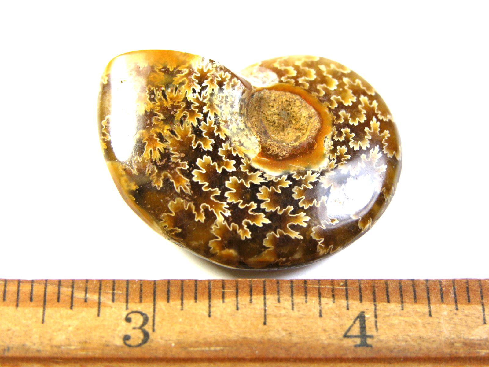 Ammonite fossil polished 1 1/2″ + showing suture &fire Madagascar ms48