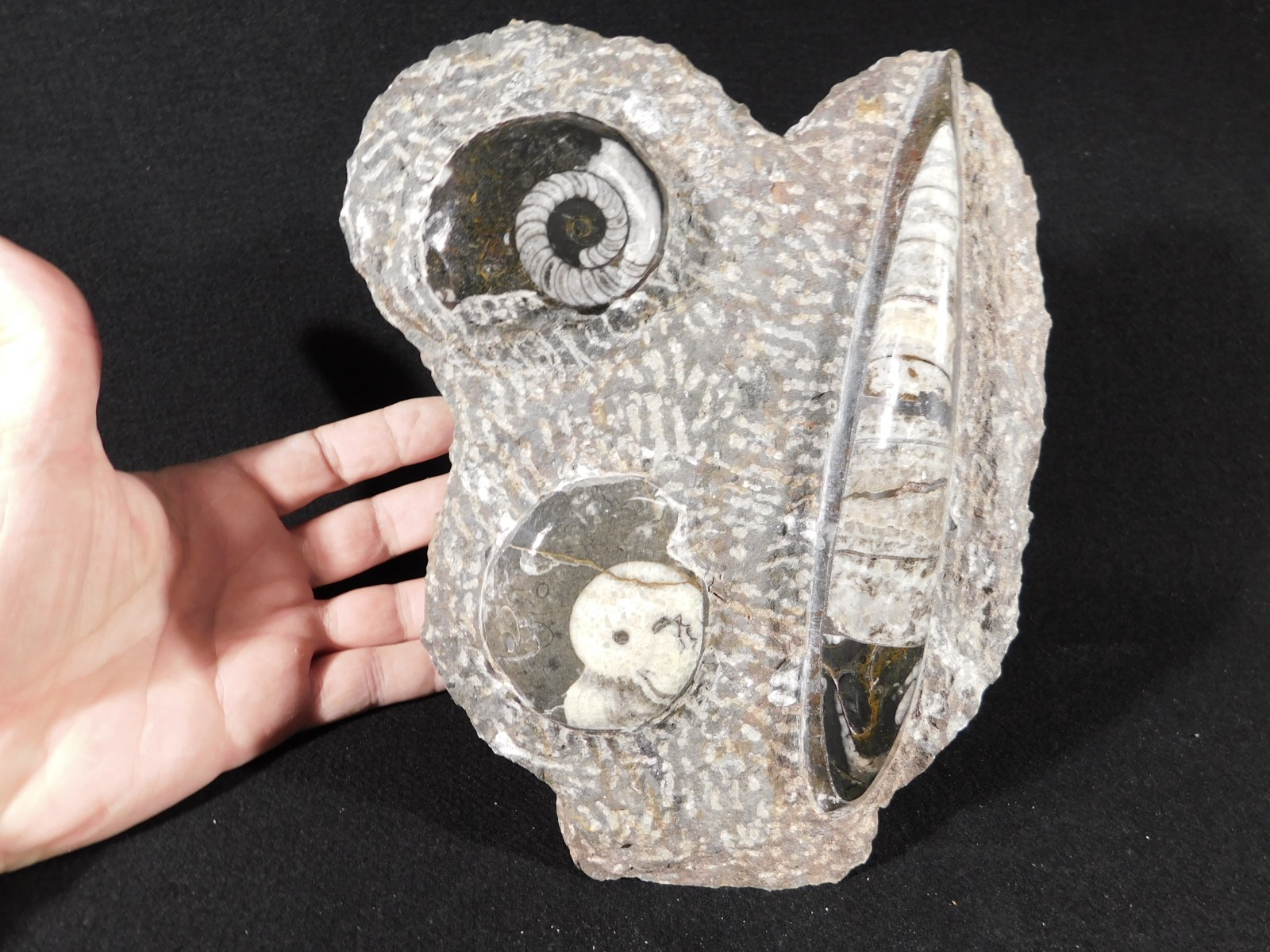 TWO! FREE Standing Polished Goniatite Fossils and an Orthoceras Morocco 1838gr