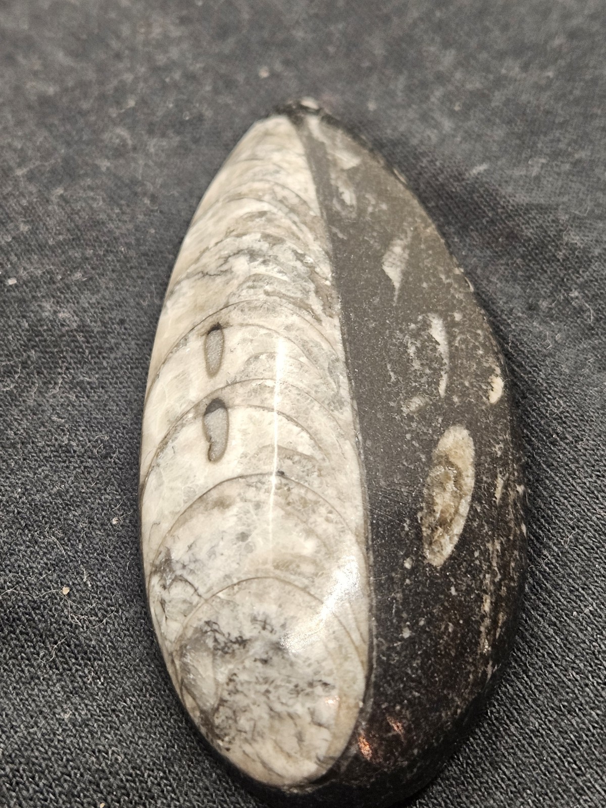 Polished Orthoceras Fossil Palm Stone – Morocco – Devonian Era Cephalopod