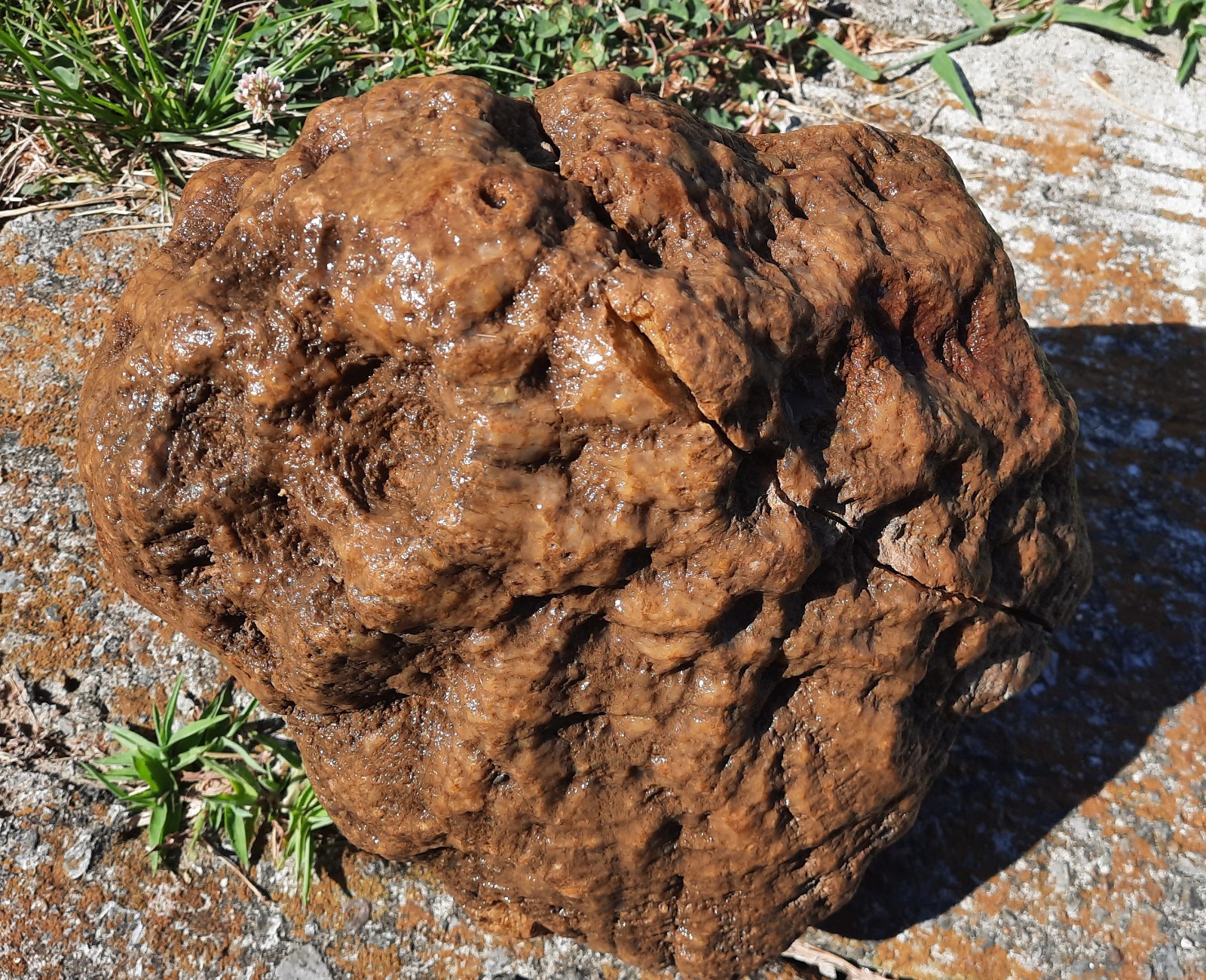 Giant Brown Calcite Geode with Crinoid Fossils. Southern KY. 9X8X8″, 17.2 LBS
