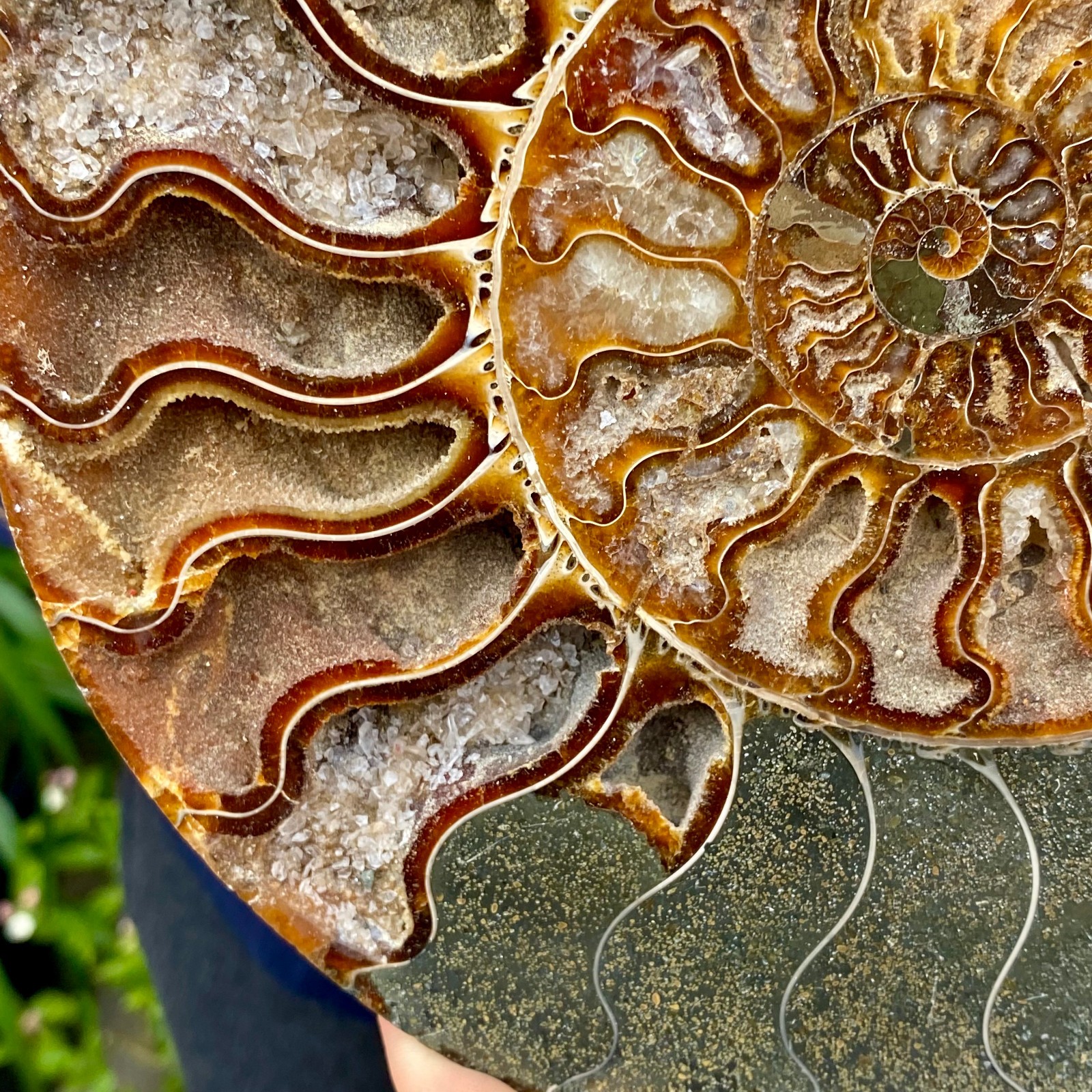 1.77LB Natural agate fossil snail shaped convex round gemstone