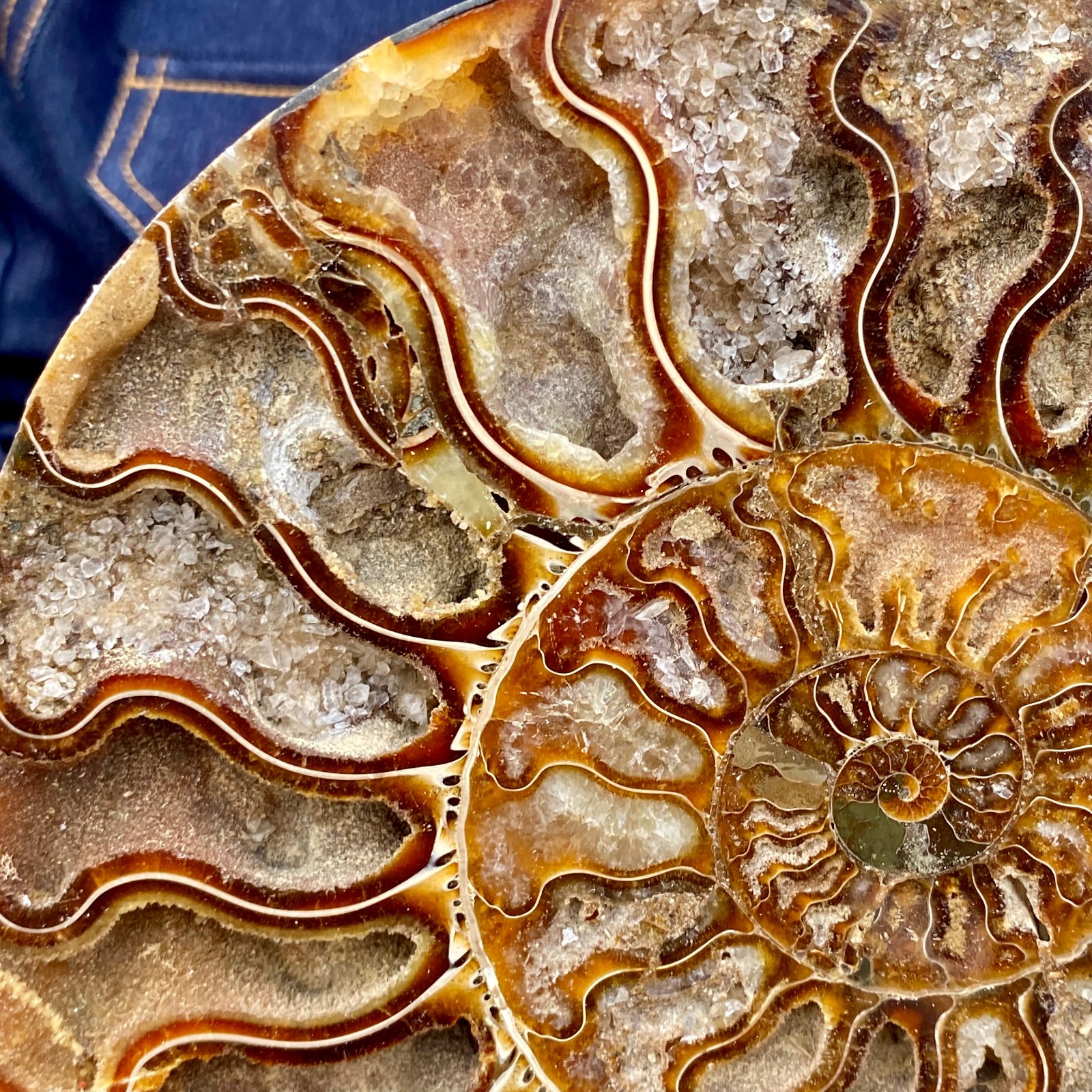 1.77LB Natural agate fossil snail shaped convex round gemstone