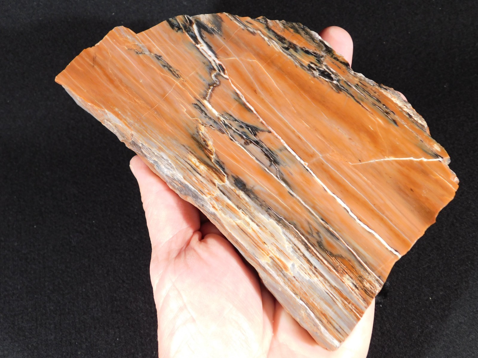 210 Million Year Old! Polished RAINBOW Petrified WOOD Fossil Slab Arizona 643gr