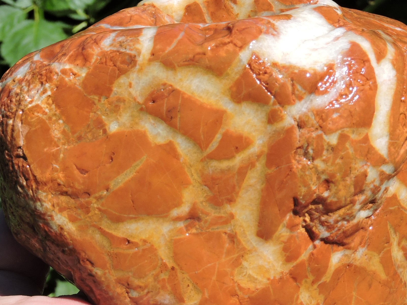 High Grade Whole OREGON Marbled Jasper Nodule (5Lb+) ORANGE Brecciated Jaspagate