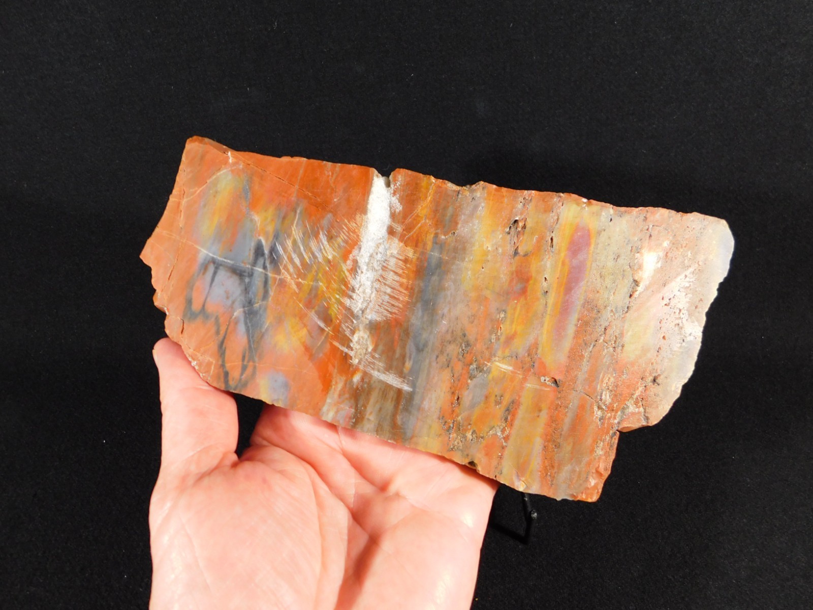 Colorful Polished Petrified WOOD RAINBOW Fossil Slab Arizona 752gr