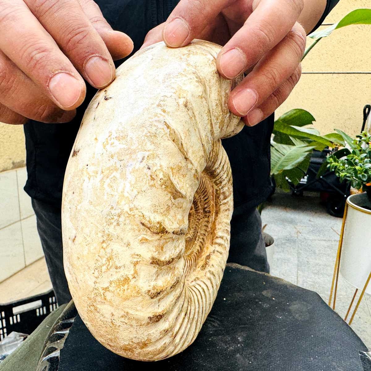 5.25LB Rare Large Natural Polished Natural Conch Fossil Specimens of Madagascar