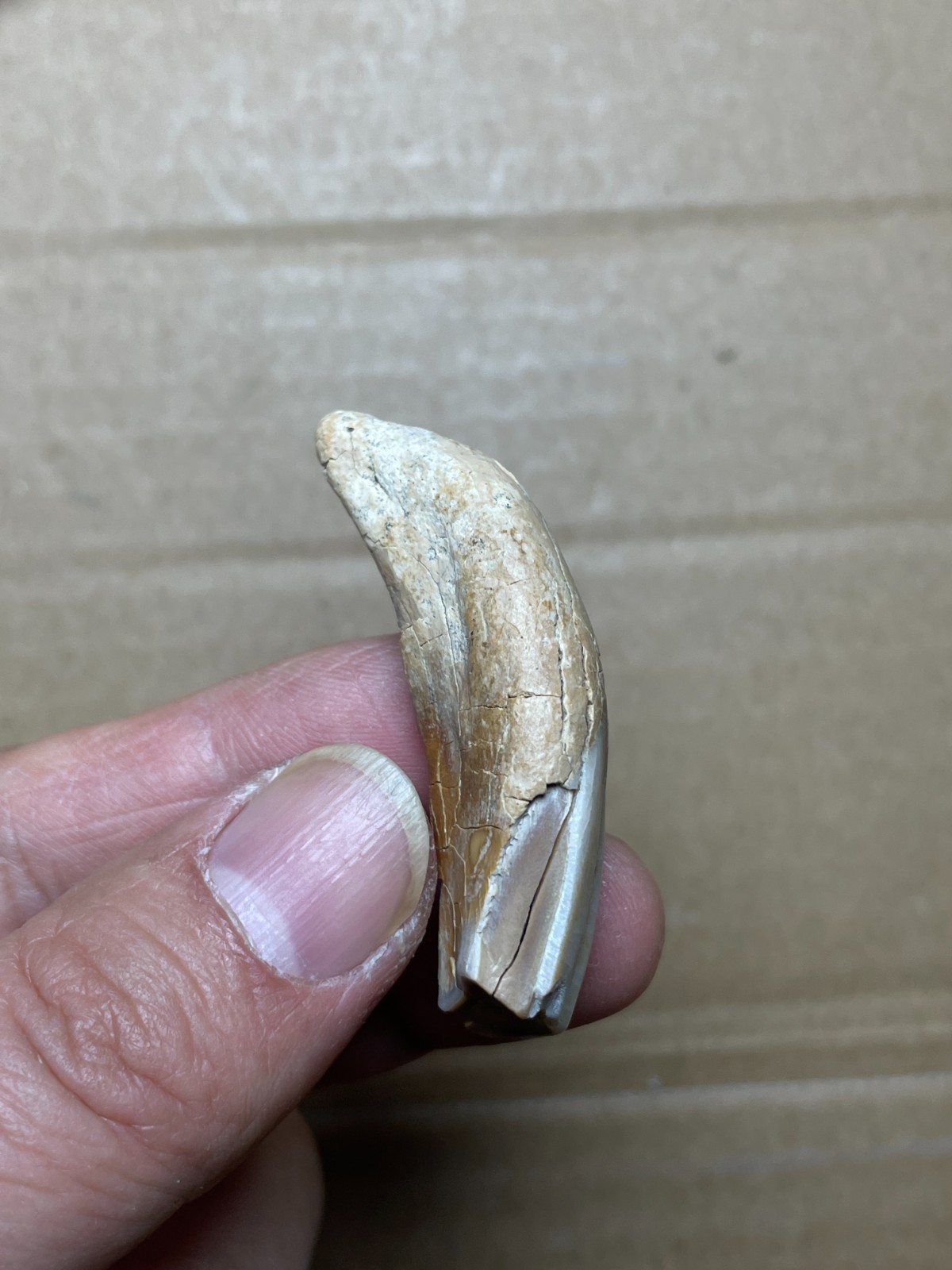 5 pieces Beautiful Ice Age tooth collection