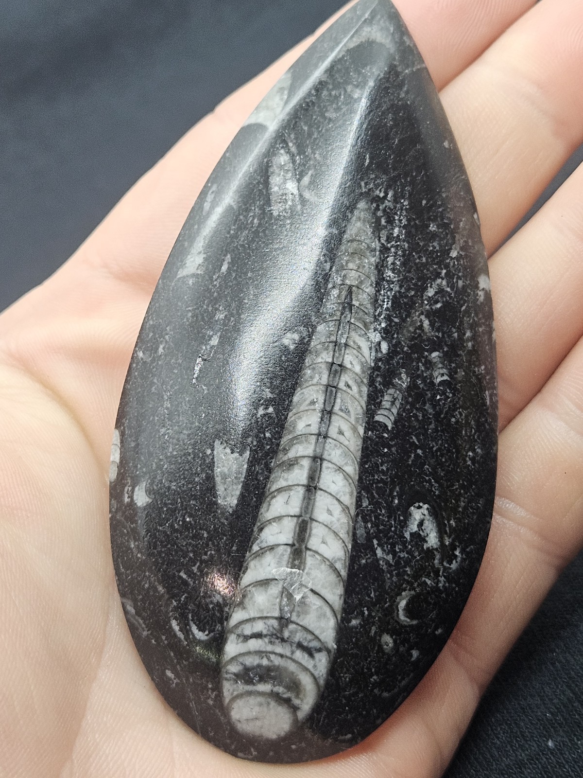 Polished Orthoceras Fossil Palm Stone – Morocco – Devonian Era Cephalopod