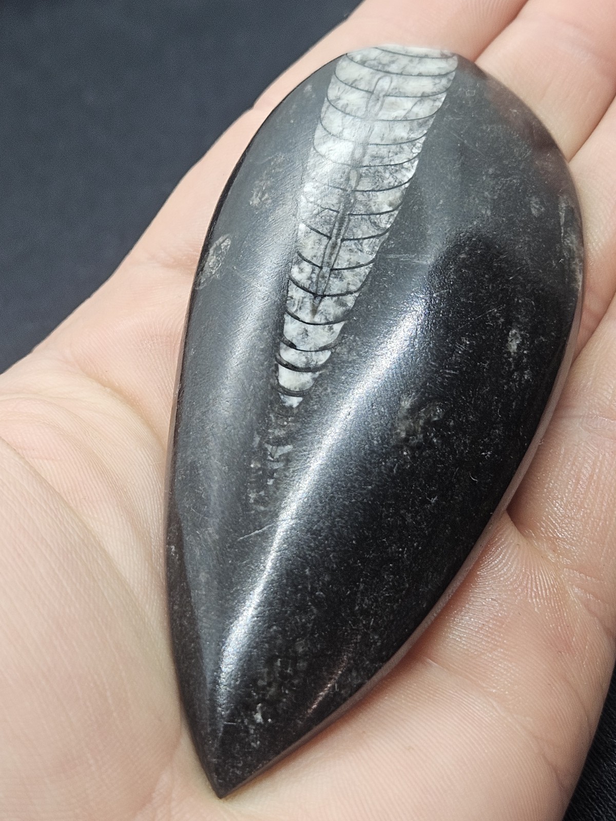 Polished Orthoceras Fossil Palm Stone – Morocco – Devonian Era Cephalopod