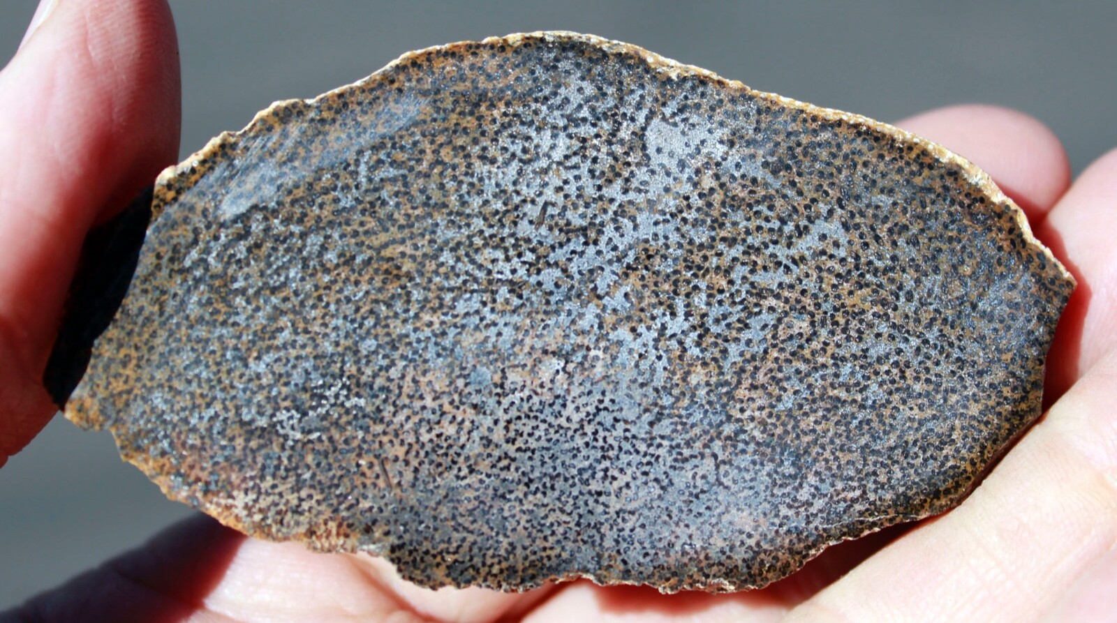 Petrified Palmwood • 2.0 oz. • Juab County, Utah