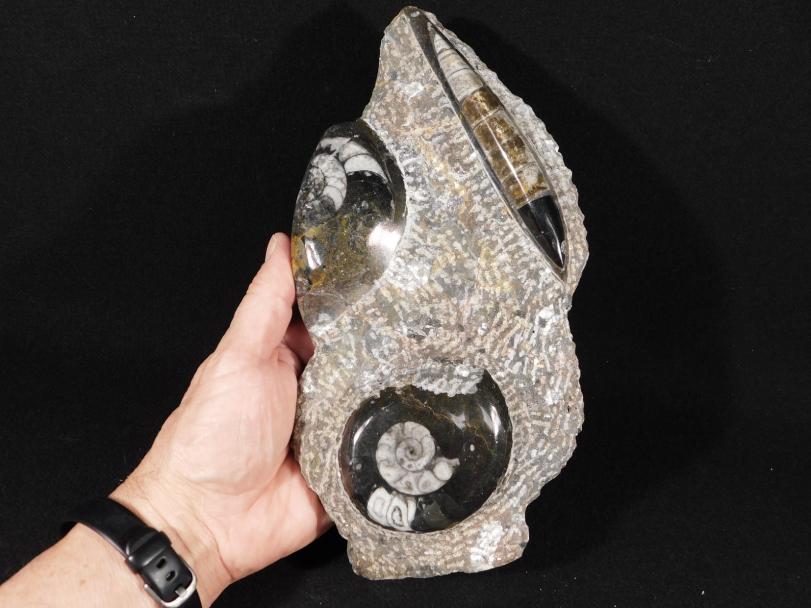 TWO! Polished Goniatite Fossils and an Orthoceras Fossil in Big Matrix 1661gr