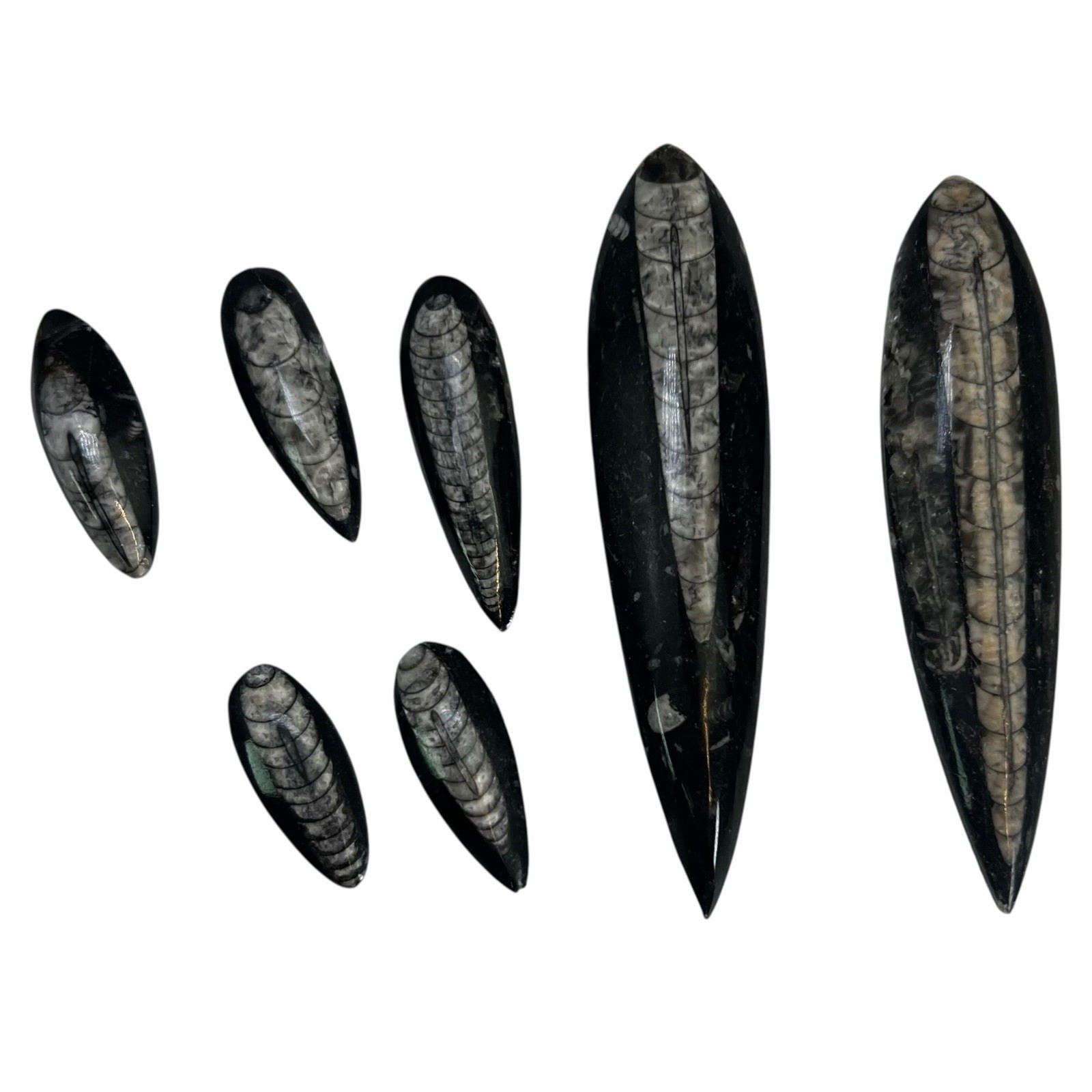 Lot of TEN Polished 400 Million Year Old Orthoceras Fossils Sm and Lg Morocco