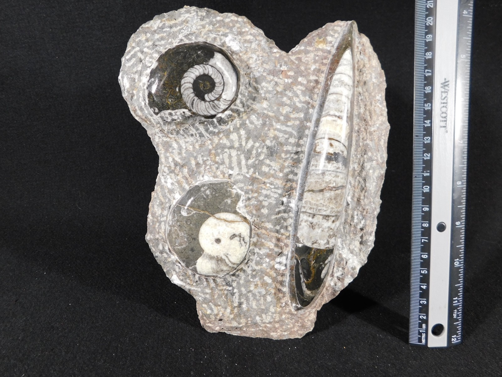 TWO! FREE Standing Polished Goniatite Fossils and an Orthoceras Morocco 1838gr