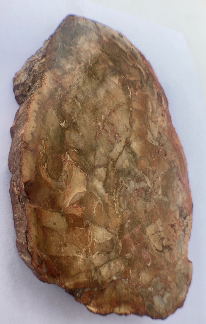 Petrified Wood Slab 308 Gram/both Sides Polished,Bark Ring On/Beautiful Specimen