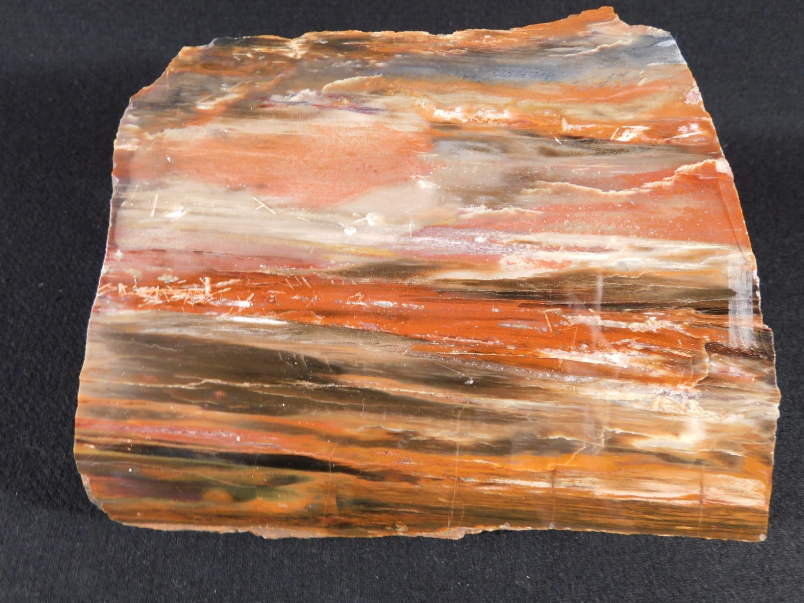 Big! 210 MILLION Year Old! Polished Petrified RAINBOW WOOD Fossil Arizona 1960gr