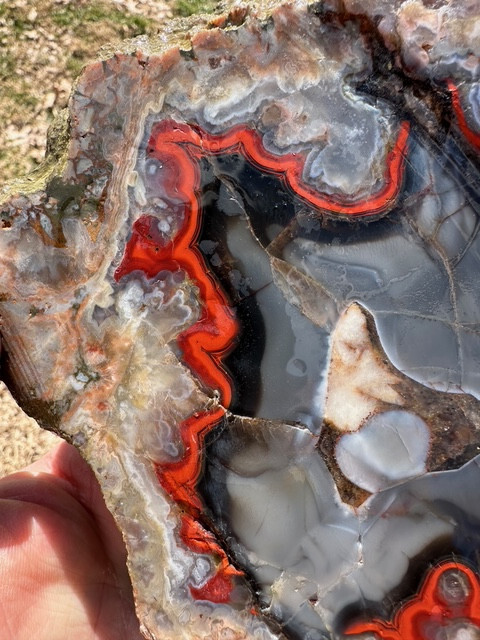 8 1/8”__Beautiful Imperial Kentucky Agate Slab from Estill County